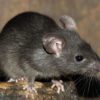 Top các loại thuốc diệt chuột sinh học hiệu quả nhất